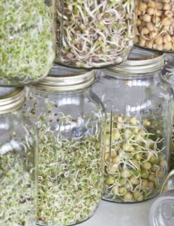 GERMINADORES Y ACCESORIOS