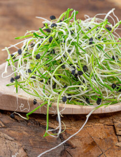 SEMILLAS ECOLÓGICAS PARA GERMINAR